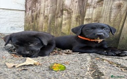 Labrador Retriever dogs for sale: ⭐️READY TO GO NEXT WEEK⭐️KC Reg Labrador Puppies  - Image 8