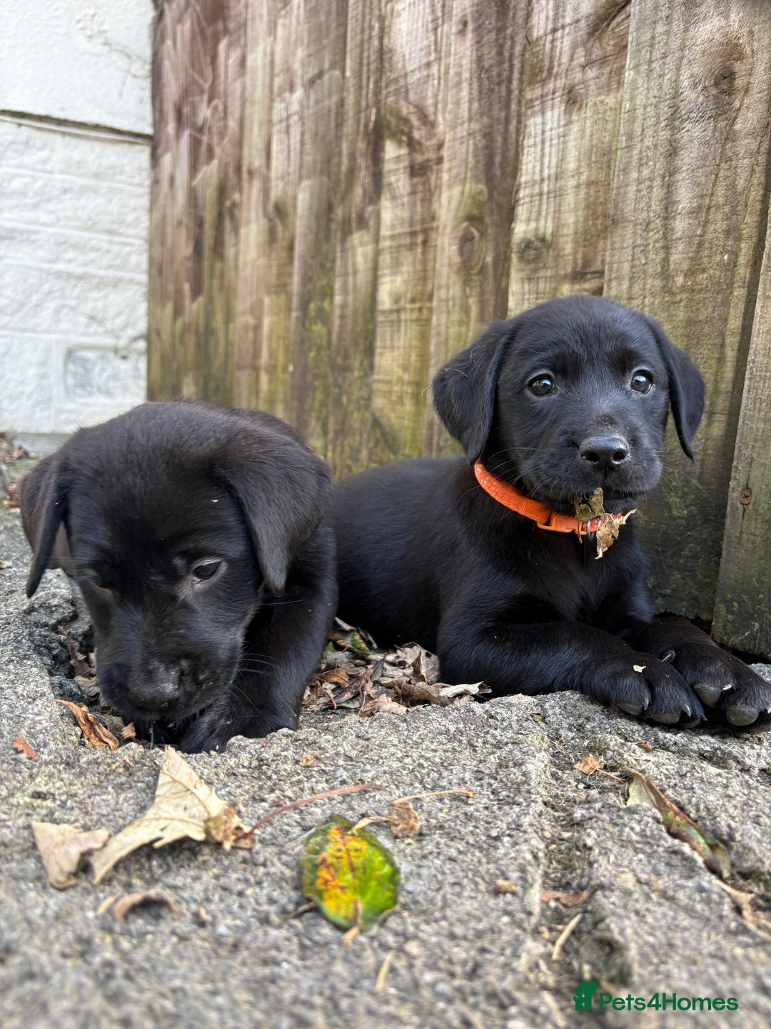 Labrador Retriever dogs for sale: ⭐️READY TO GO NEXT WEEK⭐️KC Reg Labrador Puppies  - Image 8