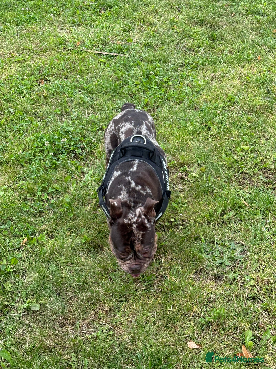 English Bulldog dogs for sale: Rebel  - Advert 3