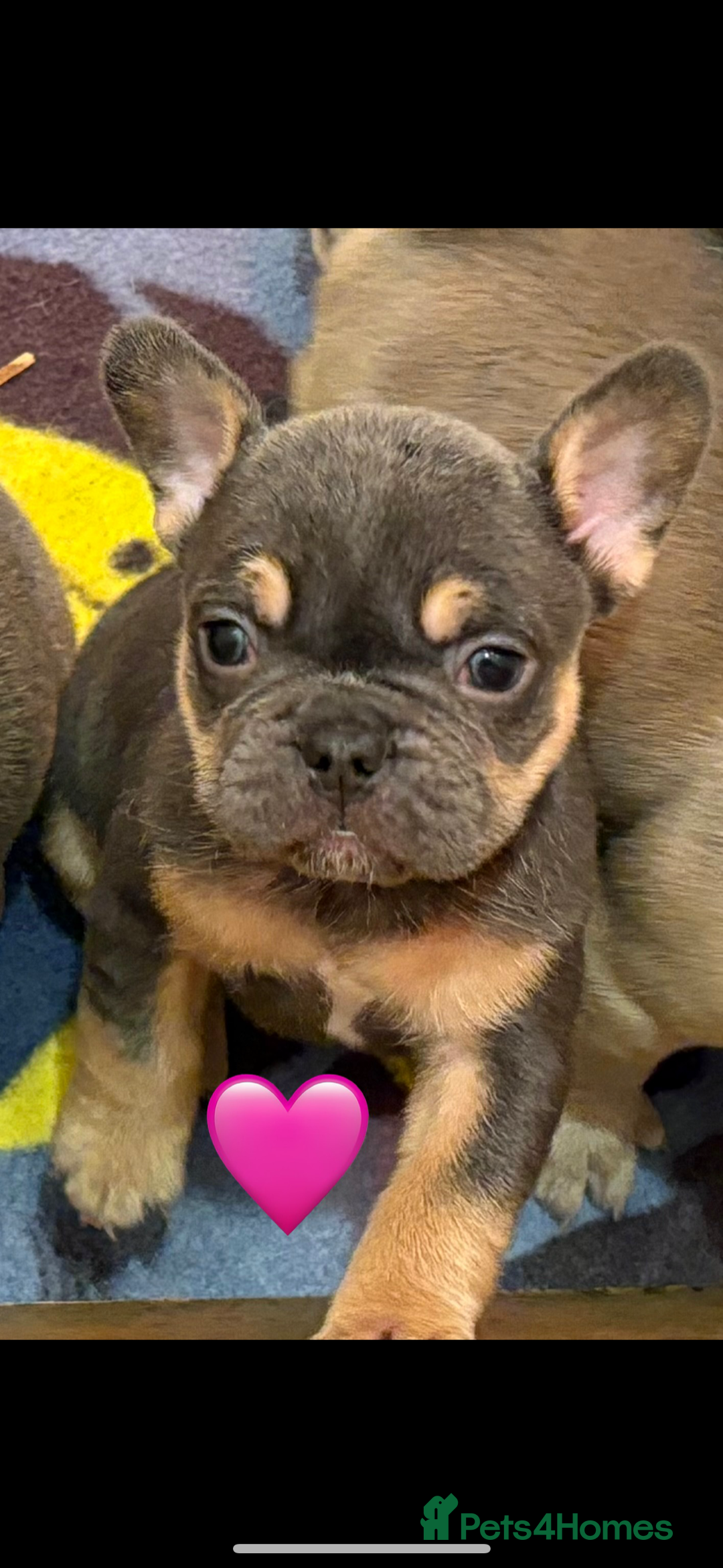 French Bulldog dogs for sale: *REDUCED* READY TO LEAVE French bulldogs  - Advert 5