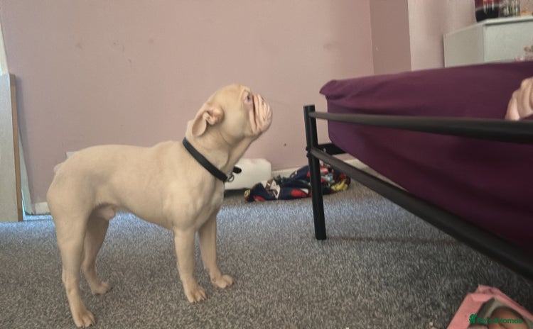 French Bulldog dogs 1 year old frenchie  - Advert 4