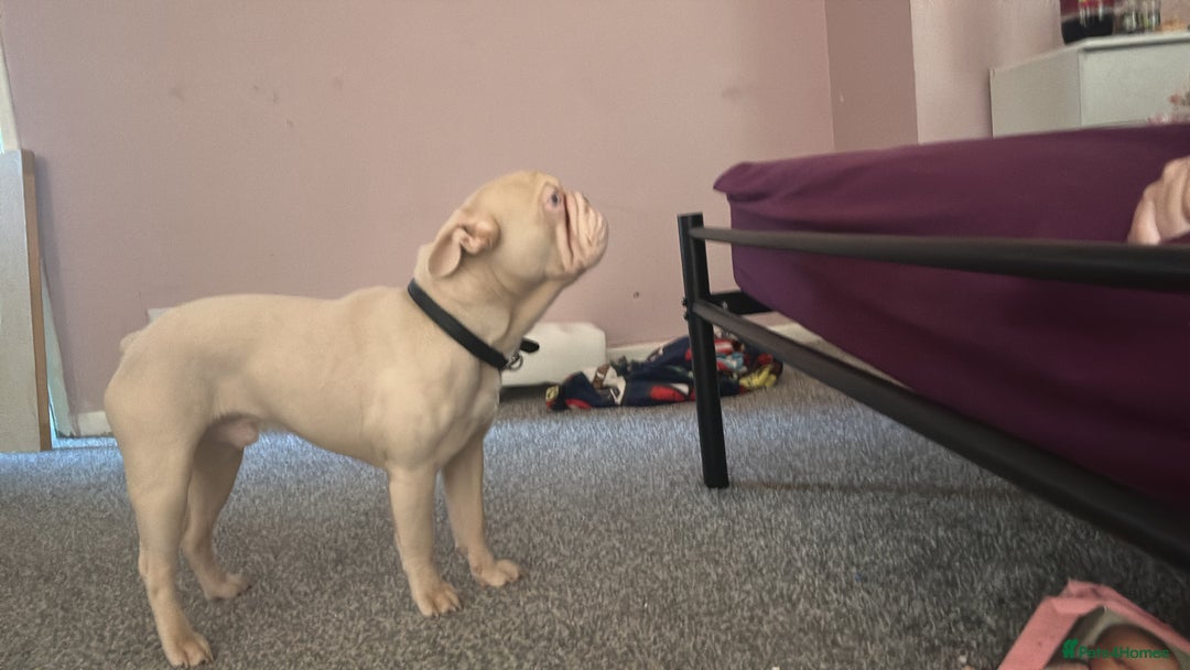 French Bulldog dogs for sale: 1 year old frenchie  - Advert 1