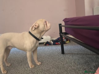 French Bulldog dogs 1 year old frenchie - Advert 1