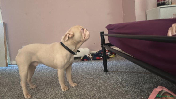 French Bulldog dogs 1 year old frenchie - Advert 1
