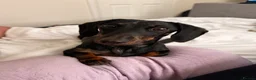 Miniature Dachshund dogs for sale: Winnie the miniature dachshund  - Advert 3