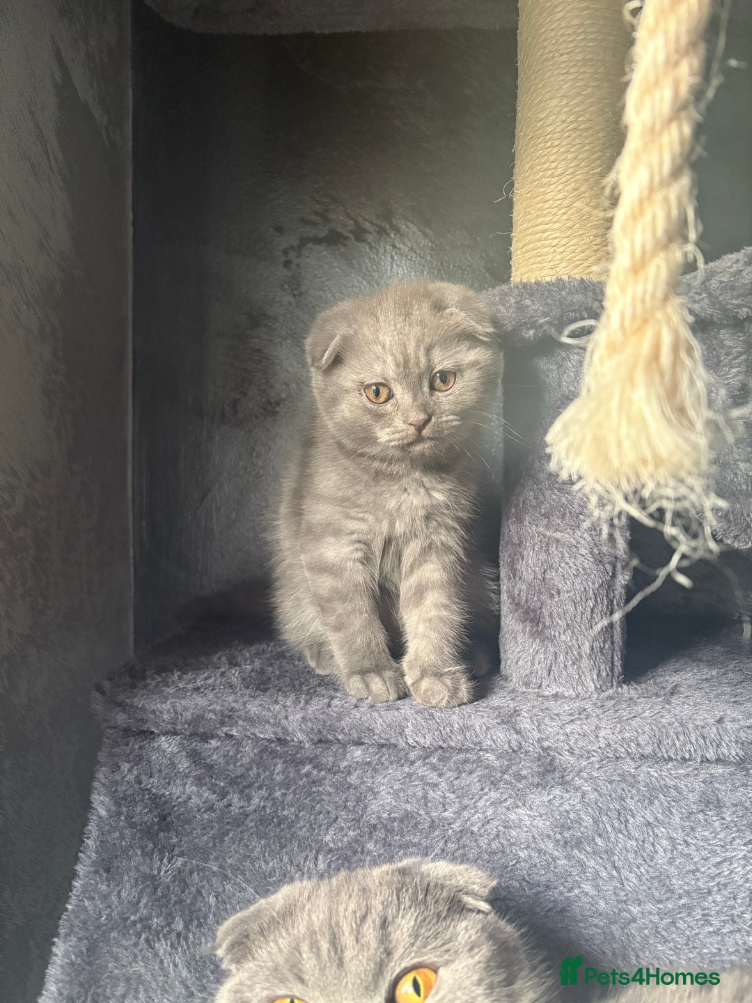 Scottish Fold cats for sale: Scottish Fold kitten - Advert 1