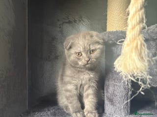 Scottish Fold cats *REDUCED THE PRICE for last Scottish Fold kitten - Advert 13