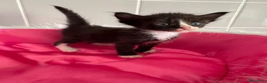 Sphynx 6