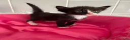 Sphynx cats for sale: Sphynx mix kittens  - Advert 3