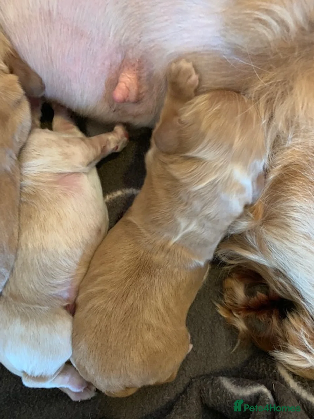 Cocker Spaniel dogs for stud: Stunning, Sable Show Cocker Stud, Health Tested. in Market Drayton - Advert 26