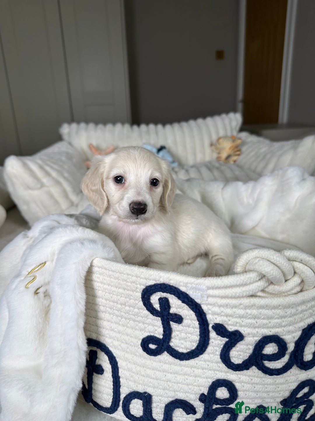 Miniature Dachshund dogs for sale: ℂ𝕝𝕖𝕒𝕣 ℂ𝕣𝕖𝕒𝕞 𝕄𝕚𝕟𝕚 𝔻𝕒𝕔𝕙𝕤𝕙𝕦𝕟𝕕𝕤 in Bootle - Image 1