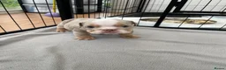 English Bulldog dogs for sale: English bulldog Fully KC registered @TheBullyLab26 - Advert 9