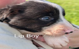 Border Collie dogs for sale: Border collie puppies - Image 2