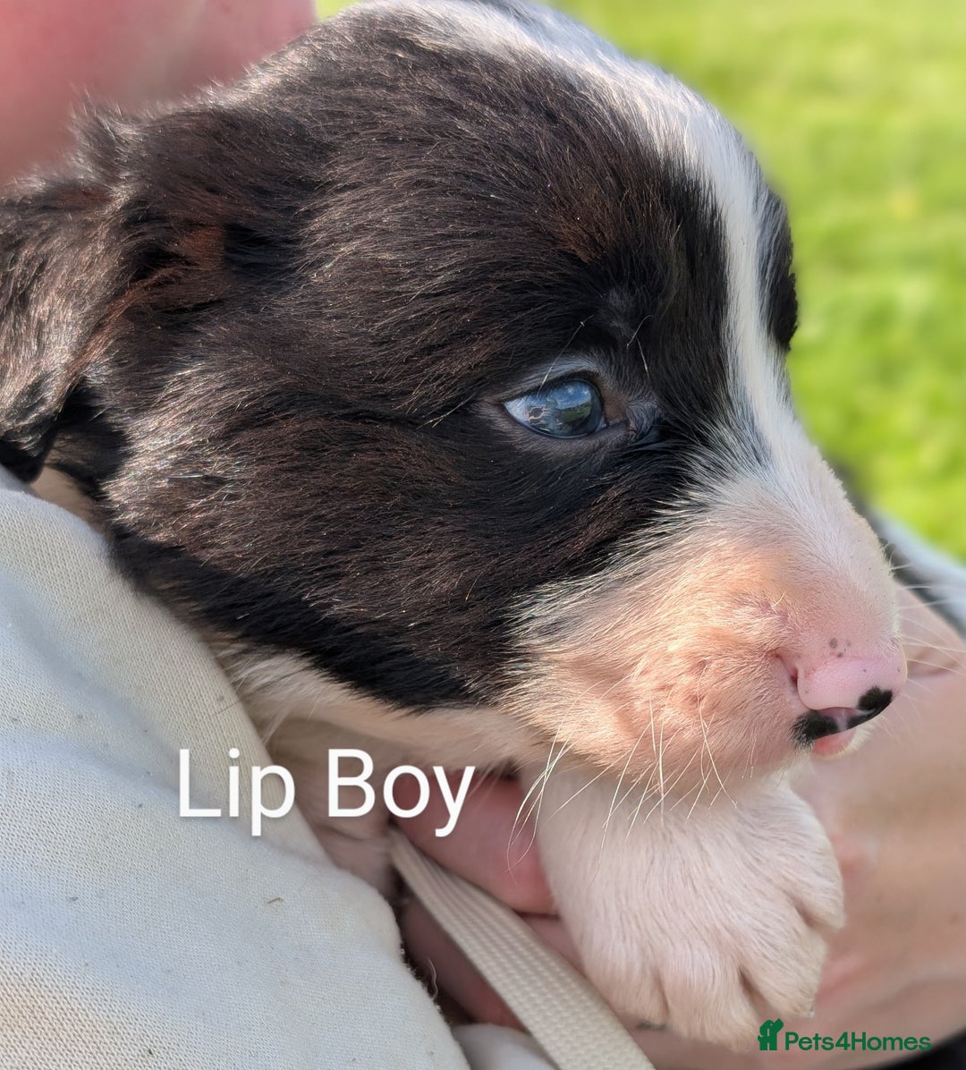 Border Collie dogs for sale: Border collie puppies - Image 2