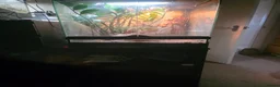 Frog reptiles for sale: Frogs and toads for sale in set ups in Andover - Advert 5