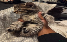 Mixed Breed cats for sale: 5 Adorable Kittens Ready for New Homes! - Image 17