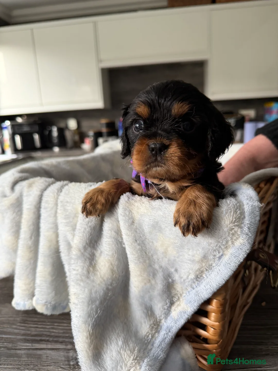 Cavalier King Charles Spaniel dogs for sale: Cavalier King Charles Spaniels Puppies for sale - Advert 5