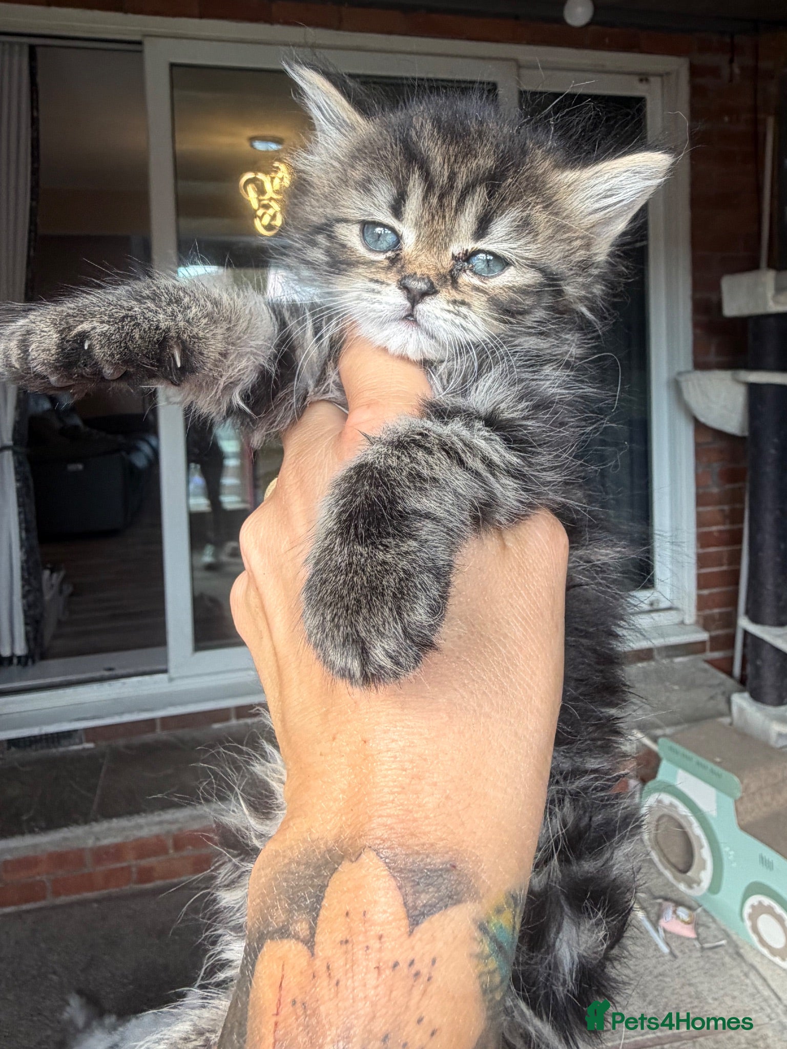 Maine Coon cats 5 Maine coon cross Persian - Advert 7