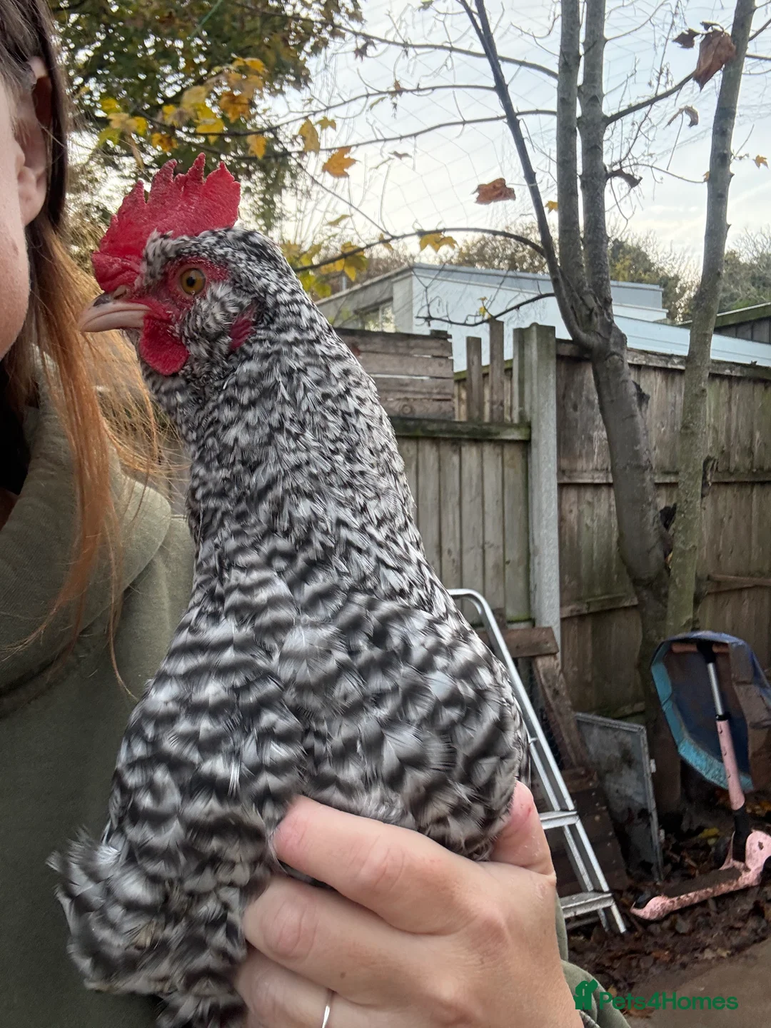 Chickens poultry for sale: Handsome Speckledy Rooster 🐓 - Advert 3