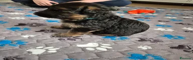 German Shepherd 1
