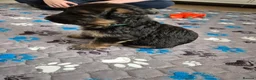 German Shepherd dogs for sale: Stunning GSD Puppies – KC Registered –  DM Clear - Advert 22