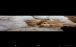 Domestic Shorthair cats for sale: Lovely Kittens, ready to be reserved 😺 - Image 4