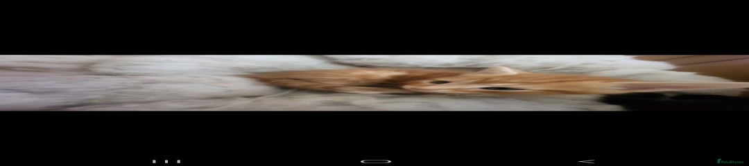 Domestic Shorthair Kitten 3