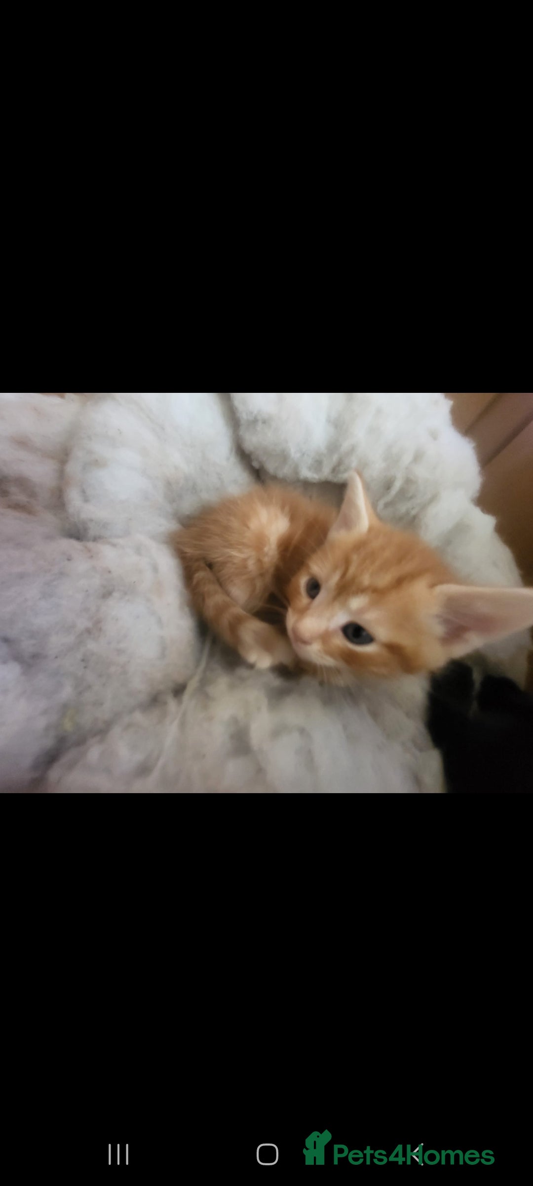 Domestic Shorthair cats for sale: Lovely Kittens, ready to be reserved 😺 - Image 4