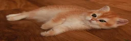 British Shorthair cats for sale: BSH GOLDEN CHOCOLATE GIRL  - Advert 5
