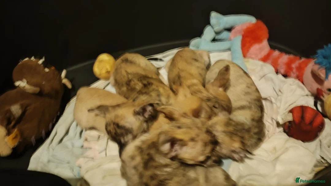 Chihuahua dogs for sale: Beautiful puppies ready for forever homes  - Advert 10