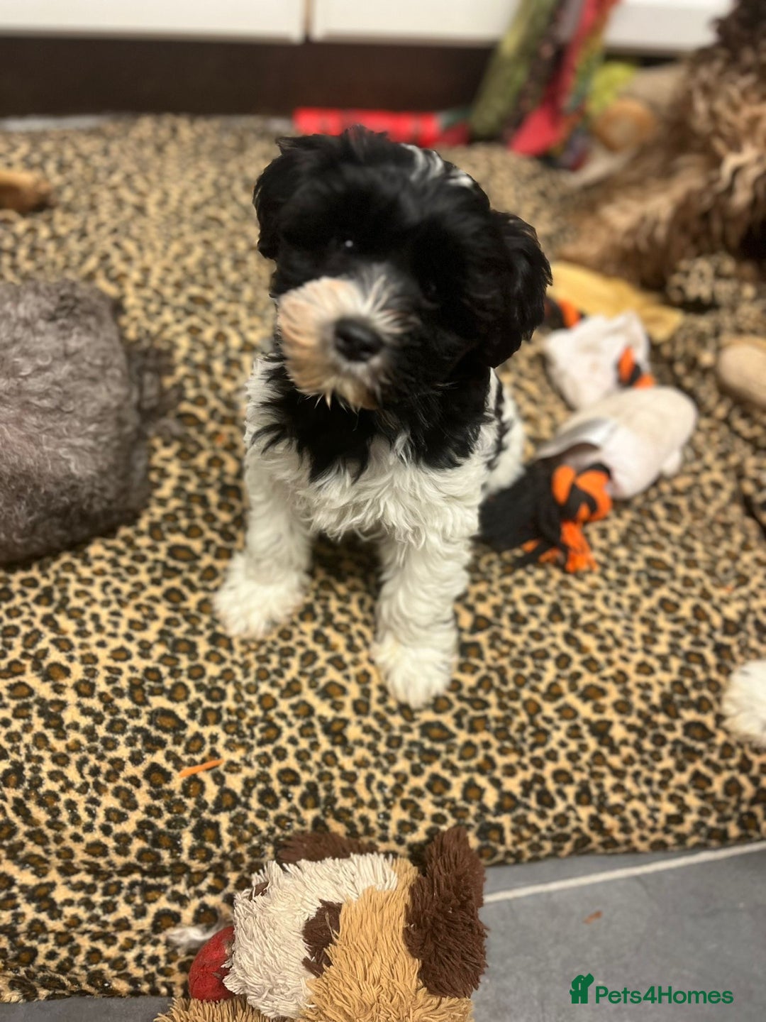 Miniature Schnauzer dogs for sale:  ❤️PARTI MINIATURE SCHNAUZER GIRL  - Advert 9