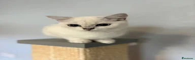 British Shorthair 1