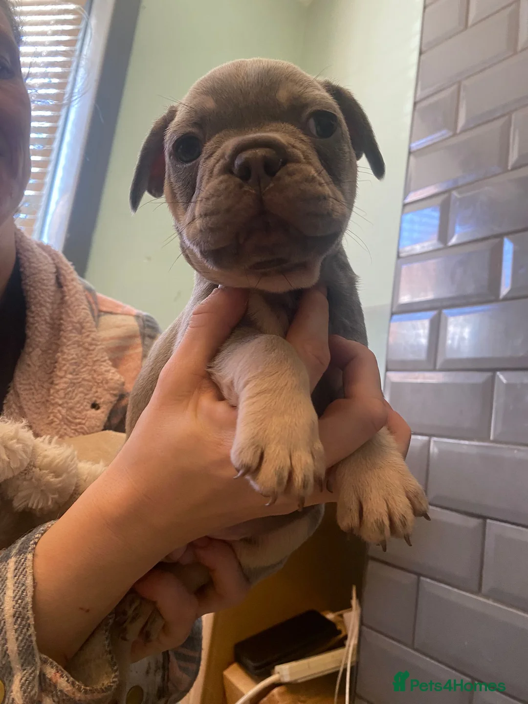 French Bulldog dogs for sale: Chucky laid back beautiful frenchies in Rochdale - Advert 8