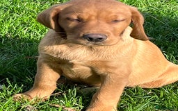 Labrador Retriever dogs for sale: FANTASTIC LITTER FOX RED LABRADOR PUPPIES  - Image 3