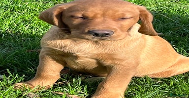 Labrador Retriever dogs - Advert 3