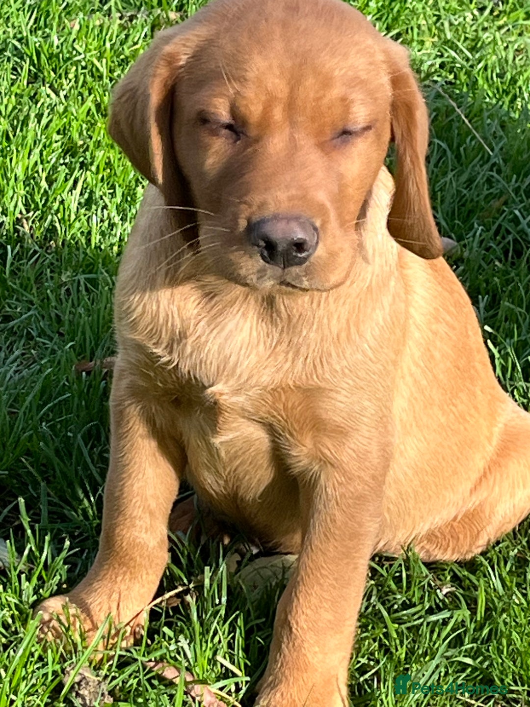 Labrador Retriever dogs for sale: FANTASTIC LITTER FOX RED LABRADOR PUPPIES  - Image 3