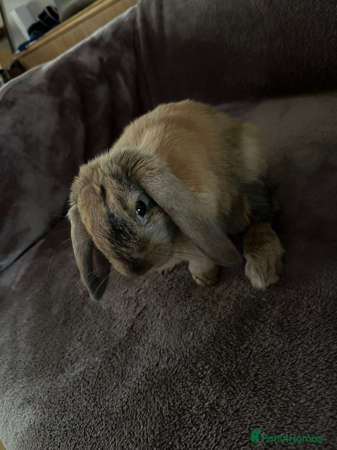 Mini Lop rabbits for sale: Male Mini Lop For Sale - Advert 11