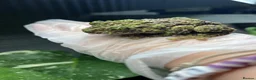Frog reptiles for sale: Various Amphibians At Urban Exotics - Advert 3