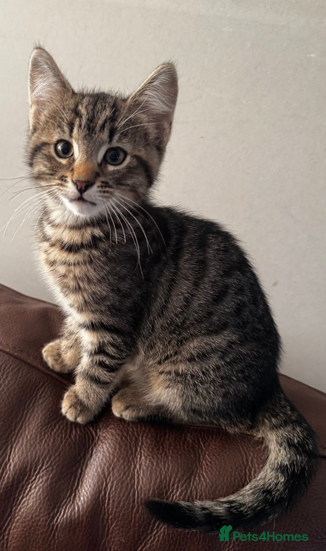 Mixed Breed cats for sale: Male tabby kitten  - Advert 9