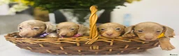 Miniature Dachshund dogs for sale: True miniature Daschound  - Advert 7