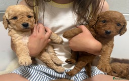 Labradoodle dogs for sale: Stunning miniature labradoodles  - Image 15