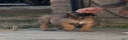 Boerboel dogs for sale: South African boerboel - Advert 7