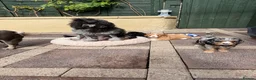 Cavapoo dogs for sale: Wow, factor in Portsmouth - Advert 1