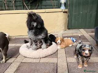 Cavapoo dogs Wow, factor - Advert 14