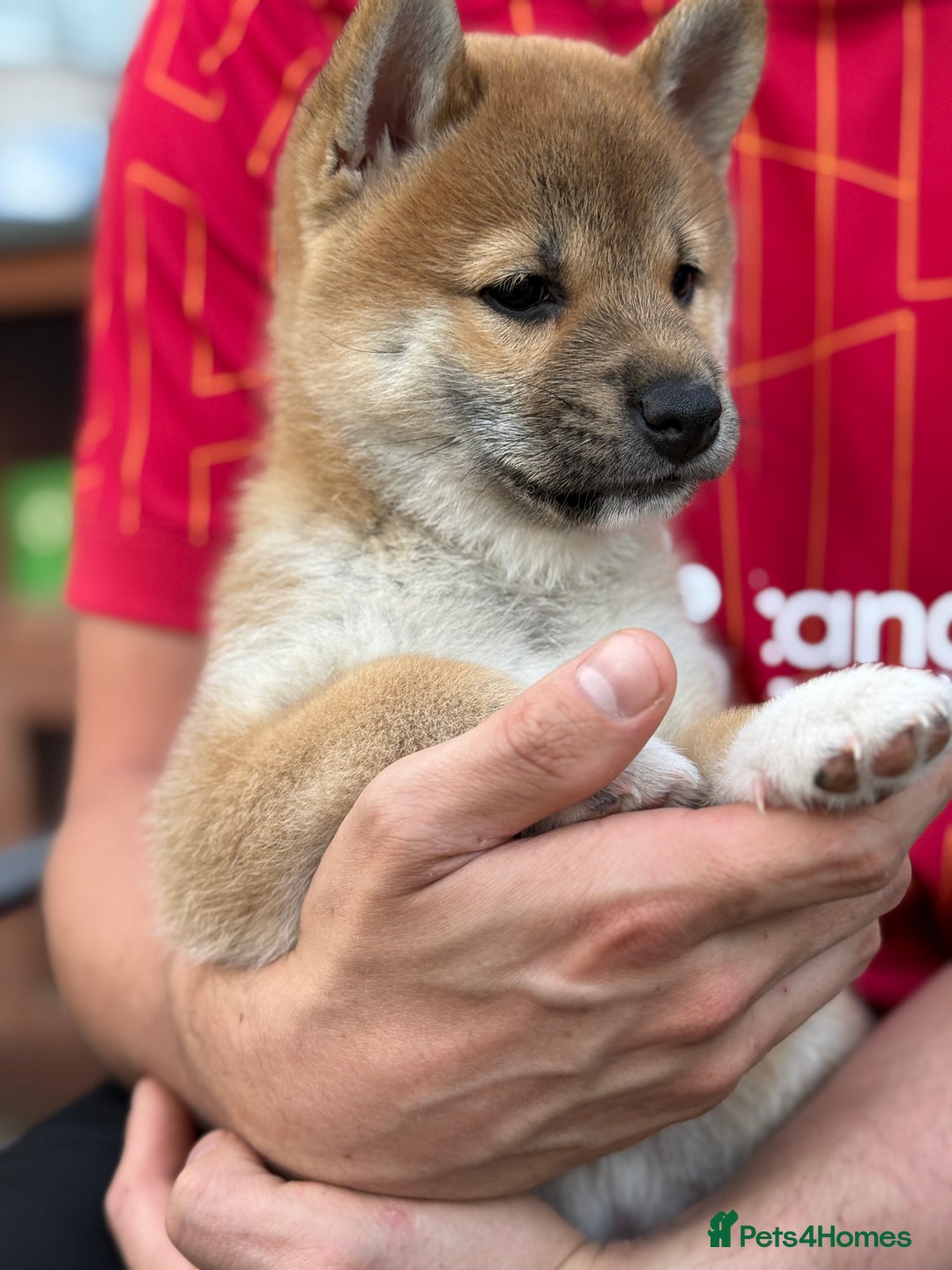 Japanese Shiba Inu dogs for sale: 🧡🦊Stunning KC Shiba Inu female ready now!🧡🦊 - Image 7