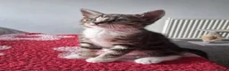 Mixed Breed cats for sale: 5 kittens ready to leave 19/08 - Advert 5