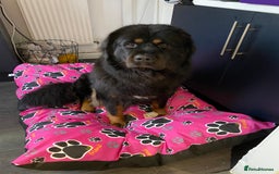 Tibetan Mastiff dogs for sale: Tibetan mastiff for re home  - Image 2