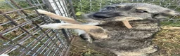 Mixed Breed dogs for adoption: MEET ASTRA in Fleet - Advert 2