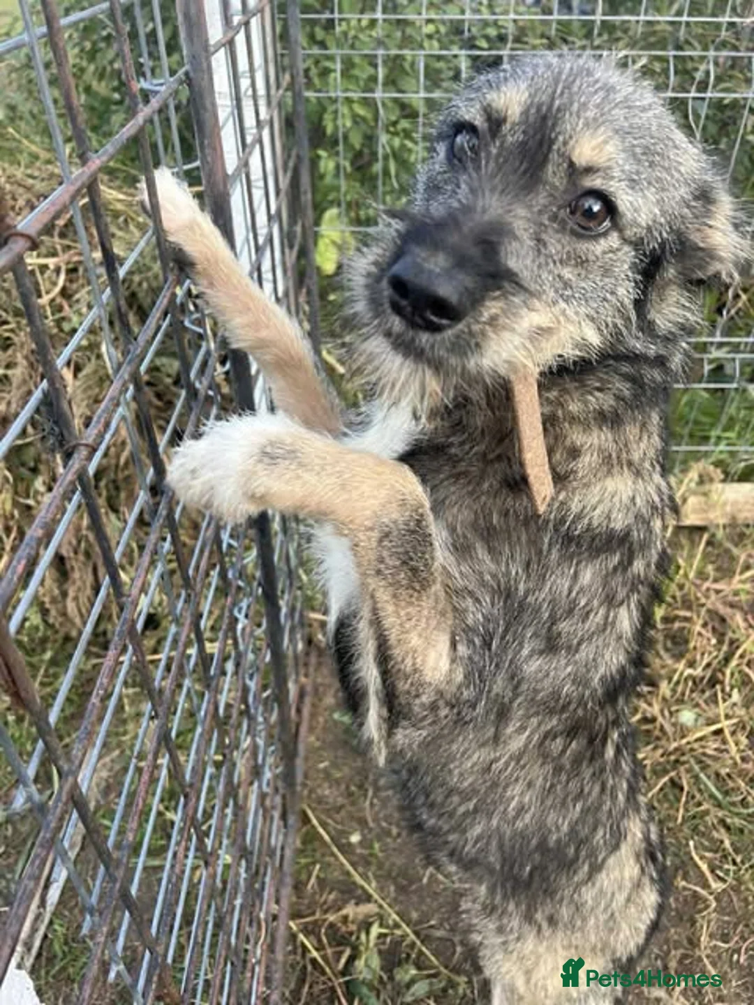 Mixed Breed dogs for adoption: MEET ASTRA in Fleet - Advert 2