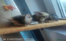 Bengal cats for sale: Adorable Brown Marble Bengal Kittens  - Image 10